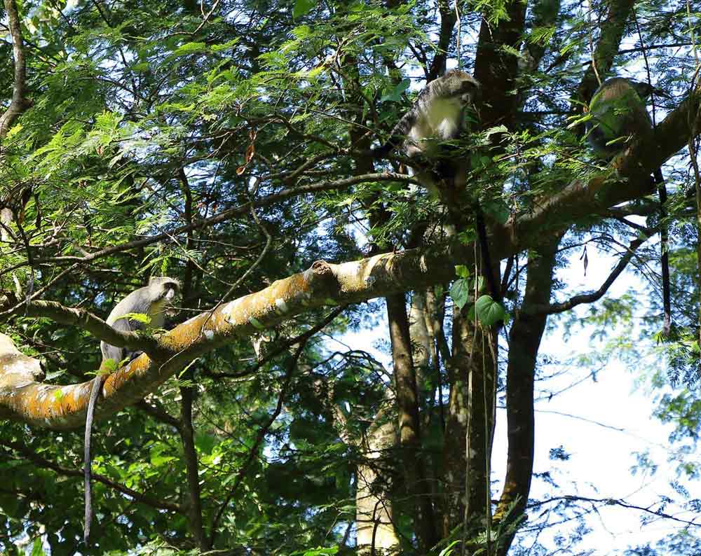 Zimbabwe Eastern Highlands